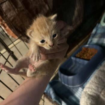 Biscotti -  Domestic Short Hair Cat for Adoption in Stephenville, Texas - Biscotti | PetCurious
