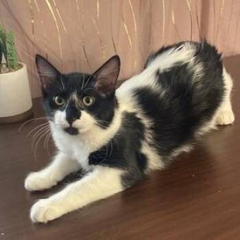 Domestic Long Hair Cats Available for Adoption - Ms Mittens | PetCurious