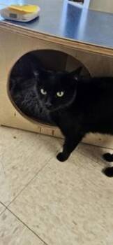 Nelly -  Domestic Short Hair Cat Available for Adoption in Potsdam, New York - Nelly | PetCurious