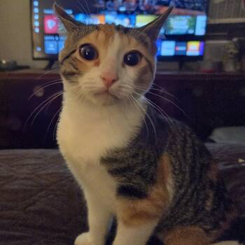STARFISH -  Domestic Short Hair Cat for Adoption in Hamilton Township, New Jersey - STARFISH | PetCurious