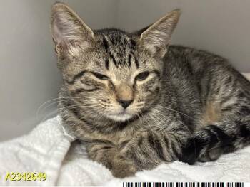 PEACHES -  Domestic Short Hair Cat for Adoption in West Palm Beach, Florida - PEACHES | PetCurious