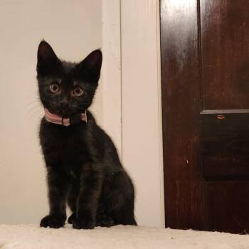 Rescue Domestic Short Hair Cats for Adoption in Butler, Pennsylvania - Emma | PetCurious