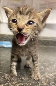 Rescue Domestic Short Hair Cats for Adoption in Lockhart, Texas - Spice | PetCurious