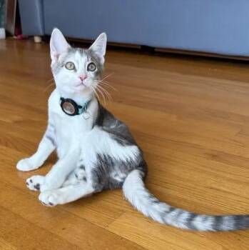 Domestic Short Hair Cats Available for Adoption in Weehawken Township, New Jersey - Pablo Picasso | PetCurious