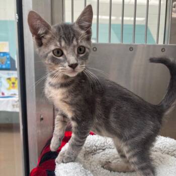 Hershey -  Domestic Short Hair Cat for Adoption in Corpus Christi, Texas - Hershey | PetCurious