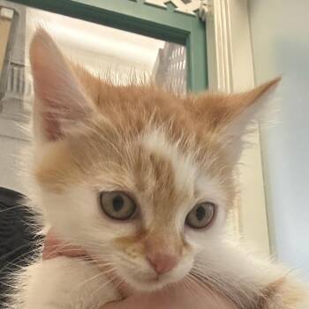 Canelo (Reduce) -  Domestic Short Hair Cat for Adoption in Goleta, California - Canelo (Reduce) | PetCurious