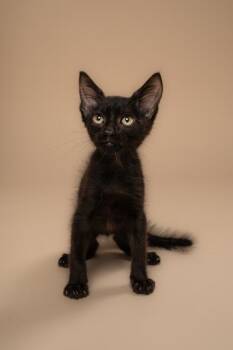 Enoli -  Domestic Medium Hair and Domestic Short Hair Cat for Adoption in Fort Worth, Texas - Enoli | PetCurious