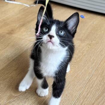 LIL Boy -  Domestic Short Hair Cat for Adoption in Long Beach, California - LIL Boy | PetCurious