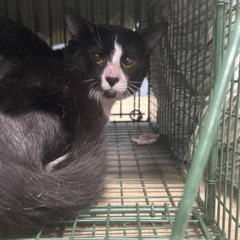 Domestic Short Hair Cats Available for Adoption - Seven Career Cat | PetCurious