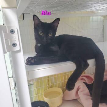 Blu -  Domestic Short Hair Cat for Adoption in Diamond Springs, California - Blu | PetCurious