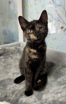 Tortoiseshell and Domestic Short Hair Cats Available for Adoption in Buford, Georgia - Arya | PetCurious