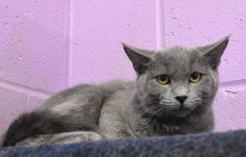 Buttercup -  Domestic Medium Hair Cat for Adoption - Buttercup | PetCurious