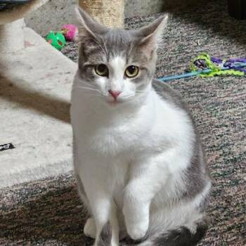Domestic Short Hair Cats Available for Adoption in Hudsonville, Michigan - Orion | PetCurious