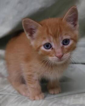 Tucker -  Domestic Medium Hair Cat for Adoption in Thief River Falls, Minnesota - Tucker | PetCurious