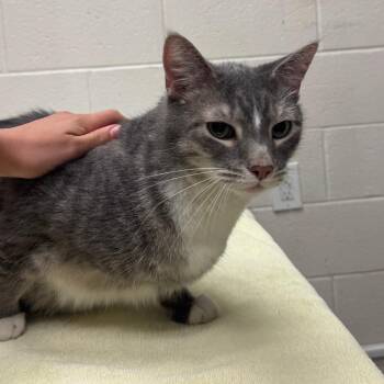 Simba -  Domestic Short Hair Cat for Adoption in Murray, Utah - Simba | PetCurious