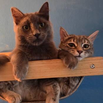 Domestic Short Hair Cats Available for Adoption in Pendleton, Oregon - Ash And Ember | PetCurious