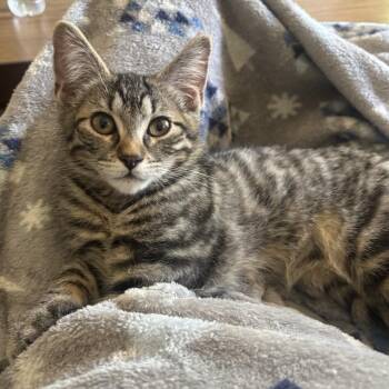 Puddles -  Domestic Short Hair Cat for Adoption in Springfield, Oregon - Puddles | PetCurious