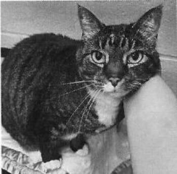 Audrey (Bonded with Zelda) -  Domestic Short Hair Cat for Adoption in Pittsboro, North Carolina - Audrey (Bonded With Zelda) | PetCurious