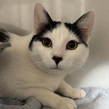 Domestic Short Hair Cats Available for Adoption - Robin | PetCurious