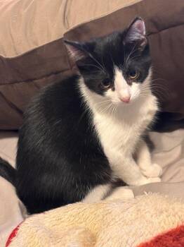 Renee -  Domestic Short Hair Cat for Adoption in St. Augustine, Florida - Renee | PetCurious