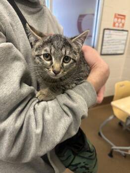 Domestic Short Hair Cats Available for Adoption - Maxine | PetCurious