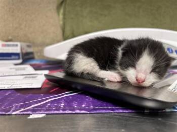 Domestic Short Hair Cats Available for Adoption in Riverside, California - STEVIE | PetCurious