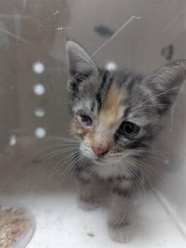 JUNIE - NEEDS A FOSTER -  Domestic Medium Hair Cat for Adoption in Ontario, California - JUNIE - NEEDS A FOSTER | PetCurious