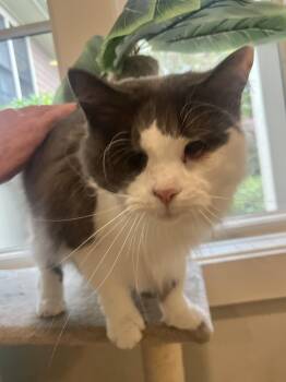 Rescue Domestic Short Hair Cats for Adoption in Hilton Head Island, South Carolina - Daisy | PetCurious