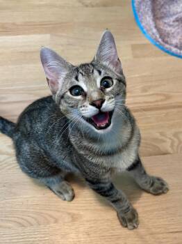 Deep Dish Pizza -  Domestic Short Hair Cat for Adoption in Chicago, Illinois - Deep Dish Pizza | PetCurious