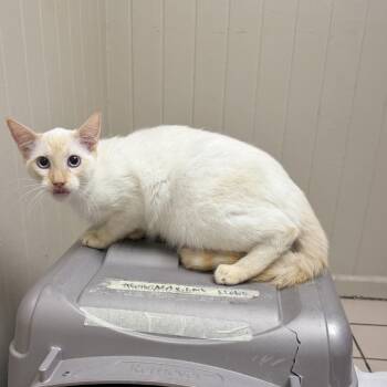 TUSC-Stray-85447_2_3 -  Domestic Short Hair Cat for Adoption in Tuscaloosa, Alabama - TUSC-Stray-85447_2_3 | PetCurious