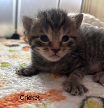 Domestic Short Hair Cats Available for Adoption in Johnson City, Tennessee - Cricket | PetCurious