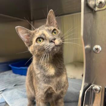 RILEY -  Domestic Short Hair Cat for Adoption in Kyle, Texas - RILEY | PetCurious