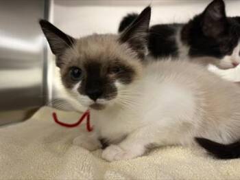 Smores -  Domestic Short Hair Cat for Adoption in Westland, Michigan - Smores | PetCurious