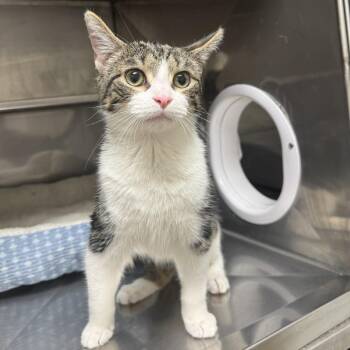 Domestic Medium Hair Cats Available for Adoption - Cookies | PetCurious