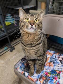 Flirt / Bubs -  Domestic Short Hair Cat for Adoption in Shelton, Washington - Flirt / Bubs | PetCurious
