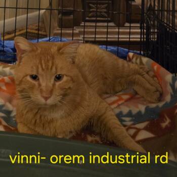 Domestic Short Hair Cats Available for Adoption in Grantsville, Utah - Vinni | PetCurious