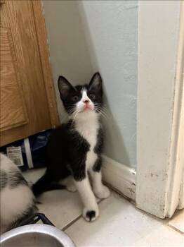 Domestic Medium Hair Cats Available for Adoption - KITTEN 3 | PetCurious