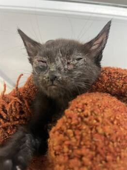 A2477232 -  Domestic Short Hair Cat for Adoption in Fort Lauderdale, Florida - A2477232 | PetCurious