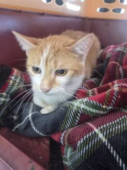 Rescue Domestic Short Hair Cats for Adoption in Fort Worth, Texas - Scarlet | PetCurious