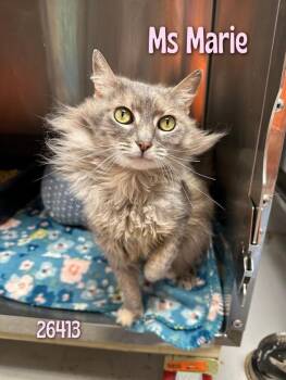 Ms Marie -  Domestic Long Hair Cat Available for Adoption in Oak Ridge, Tennessee - Ms Marie | PetCurious