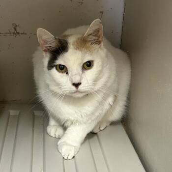 Domestic Short Hair and American Bobtail Cats Available for Adoption in Enterprise, Alabama - Flour | PetCurious