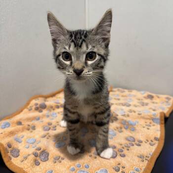 Odie -  Domestic Short Hair Cat for Adoption in Clearwater, Florida - Odie | PetCurious