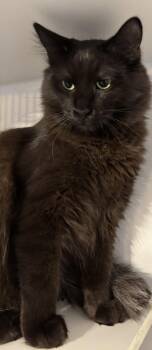 Ali -  Domestic Medium Hair Cat for Adoption in Phoenix, Arizona - Ali | PetCurious