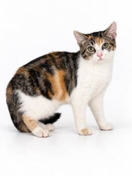 Bonnie -  Domestic Short Hair Cat for Adoption in Bowling Green, Kentucky - Bonnie | PetCurious