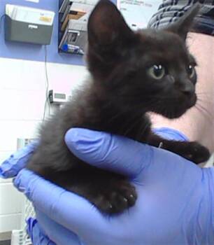 BATTY -  Domestic Short Hair Cat for Adoption in Omaha, Nebraska - BATTY | PetCurious