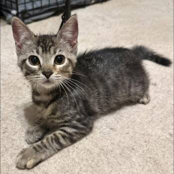Mabel (cerebellar hypoplasia) -  Domestic Short Hair Cat for Adoption in Stoughton, Wisconsin - Mabel (cerebellar Hypoplasia) | PetCurious