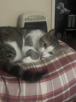 Rescue Domestic Short Hair Cats for Adoption in Huntsville, Alabama - Lulu | PetCurious