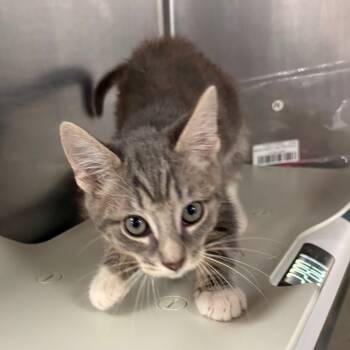 Rescue Domestic Short Hair Cats for Adoption in Tulsa, Oklahoma - Jordan | PetCurious