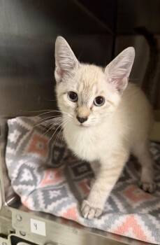 Cream (Petsmart) -  Domestic Short Hair Cat for Adoption in Ocala, Florida - Cream (Petsmart) | PetCurious