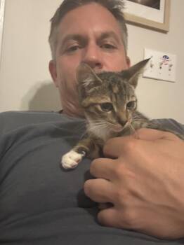 CJ -  Domestic Short Hair Cat for Adoption in Wilmington, North Carolina - CJ | PetCurious